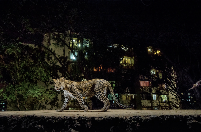 Viral Photo Of Leopard Spotted In Karura Forest, Kenya Taken In India